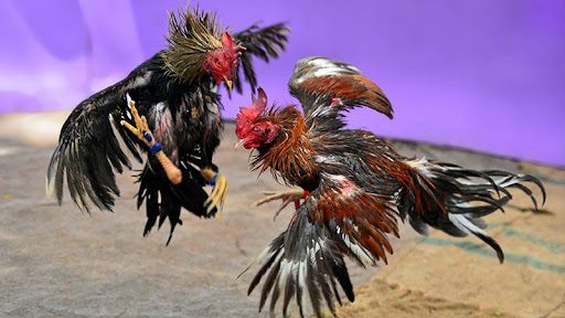 kinh nghiem da ga truc tuyen 8